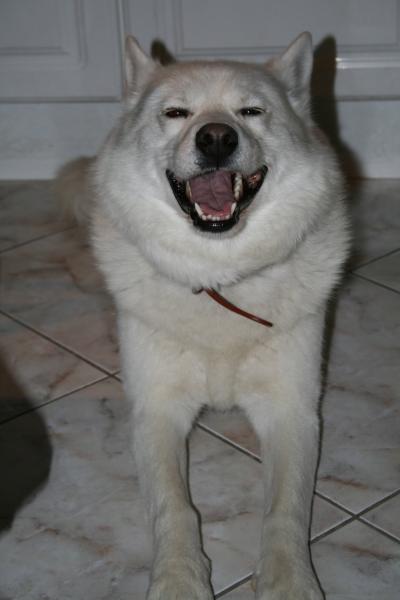 qui a dit que les chien ne rient pas???
